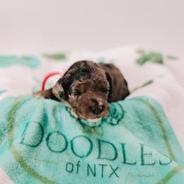 Hot Pink - Merle female Cavapoo puppy in Mckinney, Texas from Doodles of North Tx