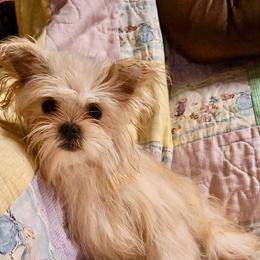 Chara - Red female Mi-Ki puppy in Toronto, Ohio from Shekinah’s Mi-Kis & Cricket Hill’s Westies