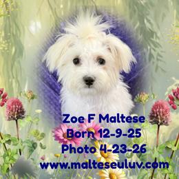 Zoe  can mm - White female Maltese puppy in Silverhill, Alabama from Malteseuluv’s Tiny Treasurers