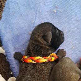 Flame - Silver male Pug puppy in Tacoma, Washington from Glamour pugs