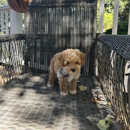 Ronny - Parti male Poodle puppy in Mint Hill, North Carolina from DoodleForever