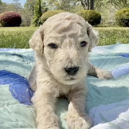 Mr Yellow Collar - Cream male Poodle puppy in Screven, Georgia from Dreamland Standard Poodles