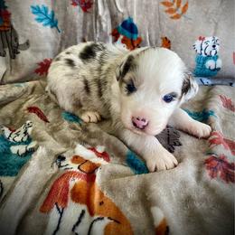 Cyser - Blue merle male Australian Shepherd puppy in Brookfield Township, Ohio from AussieLand Shepherds