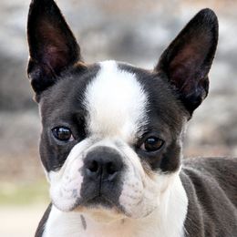 Boston Terriers from Stirling Boston Terriers