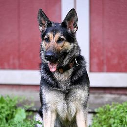 Sierra - German Shepherd