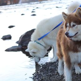 Alaskan Malamute puppies from New River Valley Malamutes