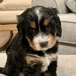 Bernedoodles and Goldendoodles from Doodles of the Desert