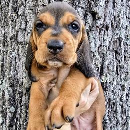 Kai - Red female Colombian Fino Hound puppy in Kingston, Tennessee from Fino Hounds USA