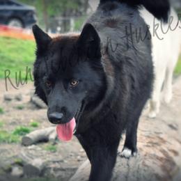 Raven - Siberian Husky