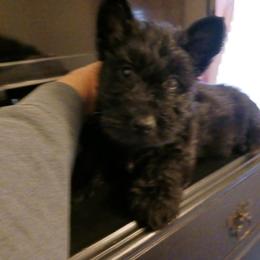 Scottish Terriers from Midwest Scotties