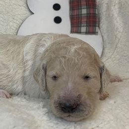 Boy 3 - Goldendoodle puppy in Almo, Kentucky from Elm Grove Doodles