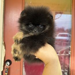 Star - Black and tan female Pomeranian puppy in Ector, Texas from BB Pomeranians