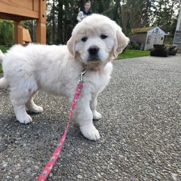 Golden Retriever Puppies from Hoekema Homestead Goldens