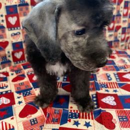 Bedlington Terrier Puppies from Dreamcatcher's Bedlingtons