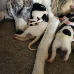 Whippet Puppies from Rose Acre Whippets