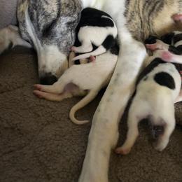 Whippet Puppies from Rose Acre Whippets