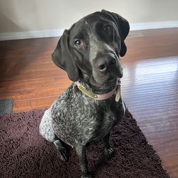 Athena - German Shorthaired Pointer