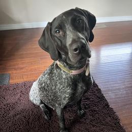 Athena - German Shorthaired Pointer