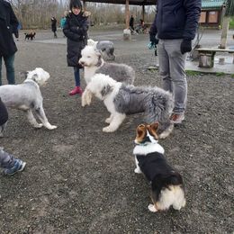Golden Retriever and Old English Sheepdog All Grown Up from Saddle Rock Golden Retrievers & Old English Sheepdogs