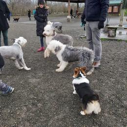 Golden Retriever and Old English Sheepdog All Grown Up from Saddle Rock Golden Retrievers & Old English Sheepdogs