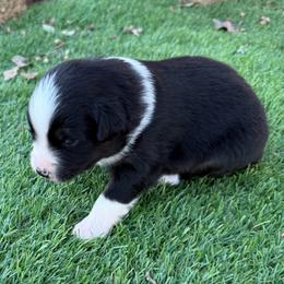 Skylar - Black tri-color female Australian Shepherd puppy in Mount Vernon, Texas from RJ's Aussie Posse