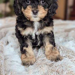 Second Pick - Red male Cockapoo puppy in Newmanstown, Pennsylvania from Greta's Cockapoos