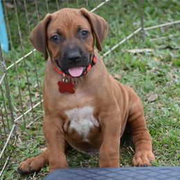 Cane Corso and Rhodesian Ridgeback Puppies from Diamondcrest Farms Inc