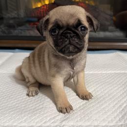 Mary - Fawn female Pug puppy in Olin, North Carolina from Piggy Pugs