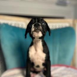 Girl 4 - Brindle female Boxer puppy in Prestonsburg, Kentucky from Diamond Standard Boxers