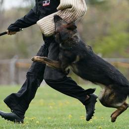 German Shepherds from Backwoods Kennels