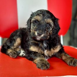 Tucker - Black phantom male Aussiedoodle puppy in Lancaster, Minnesota from Finney Ranch