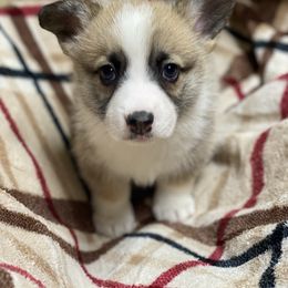 Duke - Sable male Pembroke Welsh Corgi puppy in Urbana, Ohio from Edgewood Farm and Kennel