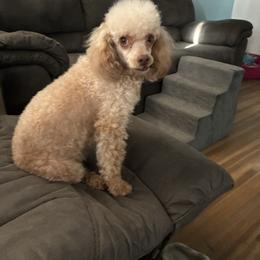 Goldie - Poodle