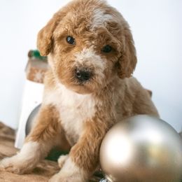 Sage Blue Boy - Red  male Goldendoodle puppy in Lafayette, Alabama from Sweethaven Kennels