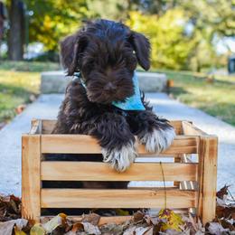 Miniature Schnauzers from Surely Blessed Mini Schnauzers