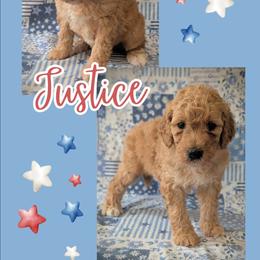 Justice - Apricot male Goldendoodle puppy in Coarsegold, California from Hobbit Hollow Acres