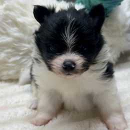 5wks AKC Black and White Parti Boy - Black parti male Pomeranian puppy in Madison, Ohio from PawSitive Therapy Pomeranians