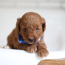 Bluey - Red  male Goldendoodle puppy in Stevens, Pennsylvania from Pebble Paws Lane