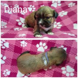 Diana - Red gold female Lhasa Apso puppy in Cincinnati, Ohio from Shangri-La Lhasa Apsos