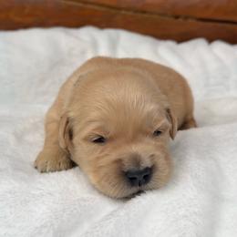 John - Golden male Golden Retriever puppy in North Pole, Alaska from Mulberry Retrievers