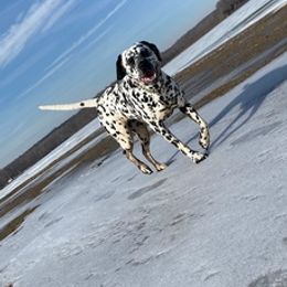Dalmatian All Grown Up from Lots of Spots