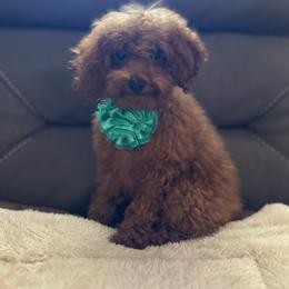 Girl 1 - Red  female Poodle puppy in California from Central Valley Scotties