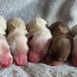 Cream baby boy blue 4250 - Cream male Dachshund puppy in Lexington, Oklahoma from Long Doggy Acres Miniature Dachshunds