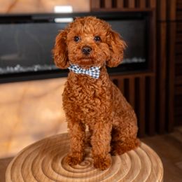 King - Poodle
