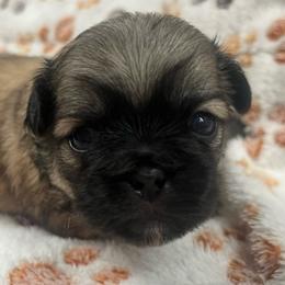 Full AKC Female - Fawn sable female Pekingese puppy in Hustontown, Pennsylvania from Triple I Pekes