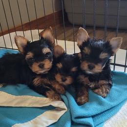 Yorkshire Terrier Puppies from Bridget Dykema