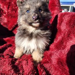 Olivine - Blue female German Shepherd puppy in Los Lunas, New Mexico from Mali's German Shepherds LLC