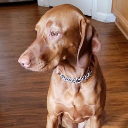 Dolly Bee - Vizsla