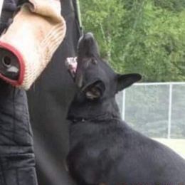 German Shepherds from Von Der Heil