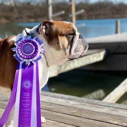 Bulldogs from Hummerbulls